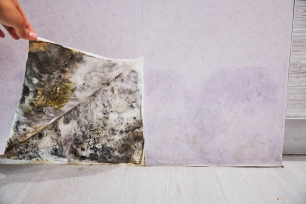 Mold Removal Process in Clarion, IA